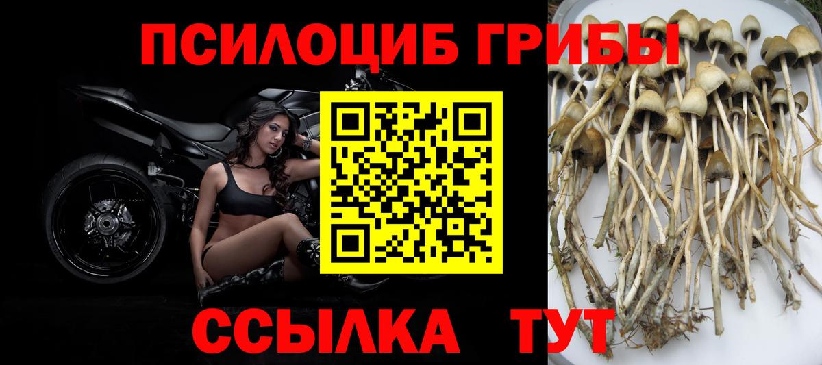 Псилоцибиновые грибы мицелий  Псилоцибиновые грибы Psilocybine cubensis  Вход с VPN  Кубинка 